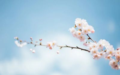 《养花》读后感实用范文8篇