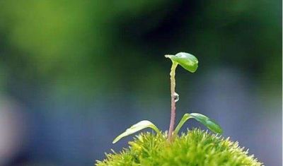 最新版学生退学申请书范文三篇