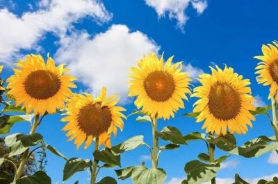 《八十天环游地球》读后感精选范文8篇