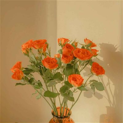 风和太阳读后感最新5篇