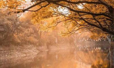 前四后八驾驶员工作总结7篇