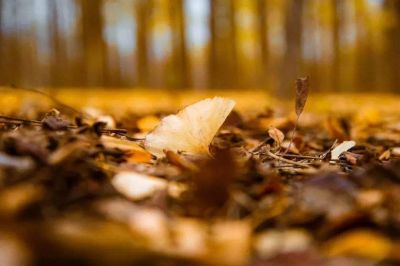 精选版文体主题活动方案范文3篇