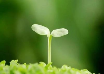 《红楼梦》读书笔记范文3篇