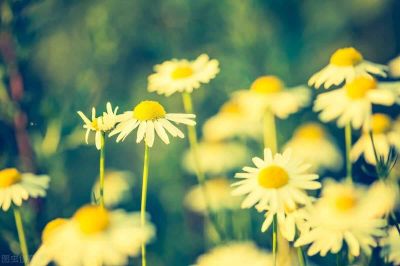 教育教学计划中班上学期5篇