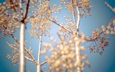 关于《湘行散记》读后感范文7篇