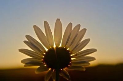 实用版医学生求职信范文三篇