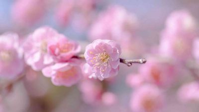 学校学生退学申请书范文三篇