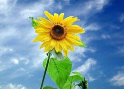  《柳林风声》读后感实用范文4篇