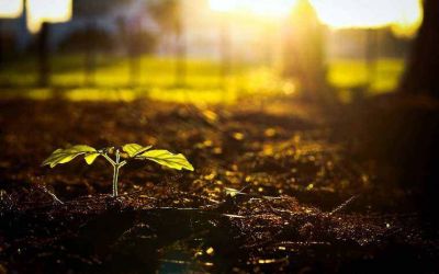 《湘行散记》读后感热门范文5篇