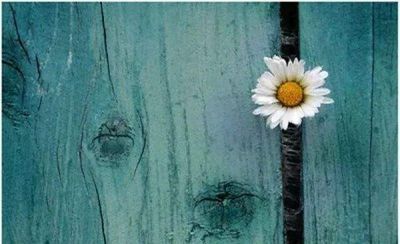 《柳林风声》读后感热门范文4篇