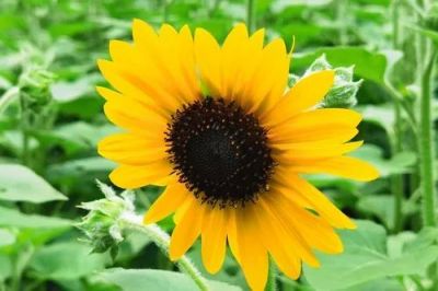 《寄小读者》读后感优秀范文10篇