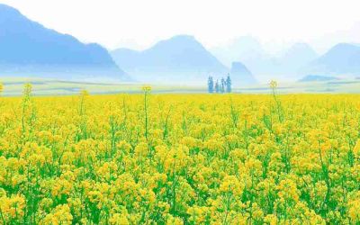 关于学生导师工作计划范文3篇