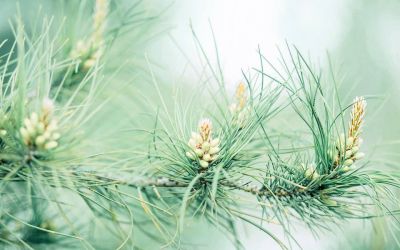 九年级语文教学计划及进度表5篇