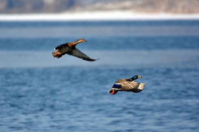 关于《八十天环游地球》读后感范文7篇