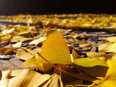 通用版《红楼梦》读后感范文3篇