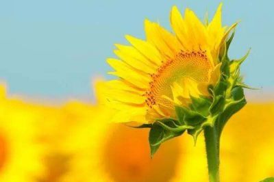 人教版六年级数学教学计划范文5篇