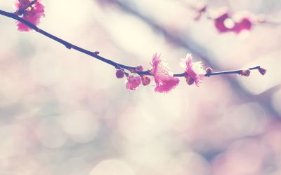 想飞的猫读后感精选7篇