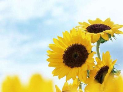 热门版《地心游记》读后感范文4篇