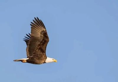 实用版《柳林风声》读后感范文4篇