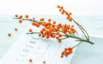 《梅花魂》读后感优秀范文11篇