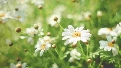 小学综合实践工作计划最新5篇