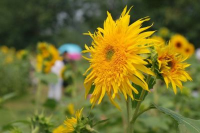 人教版小学三年级下册数学教学计划5篇