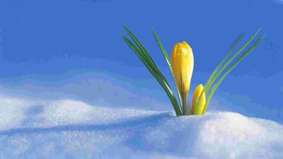 《柳林风声》读后感模板范文4篇