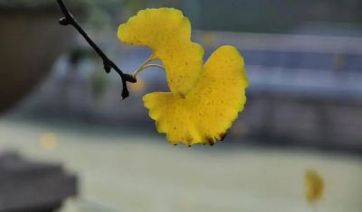 初中学校教学教研工作计划6篇