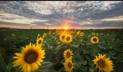 防疫志愿者心得体会集锦范文3篇
