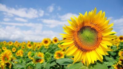  《柳林风声》读书笔记范文4篇