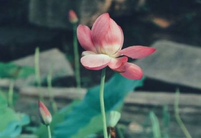 实用版小学班主任教学工作计划3篇