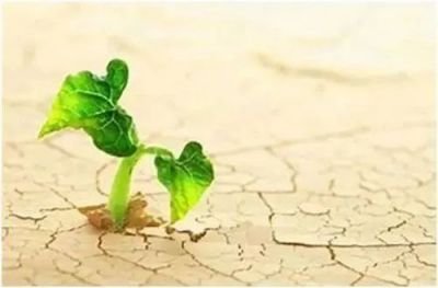 《自卑与超越》读后感优秀范文4篇