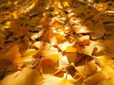 《世说新语》读后感优秀范文3篇